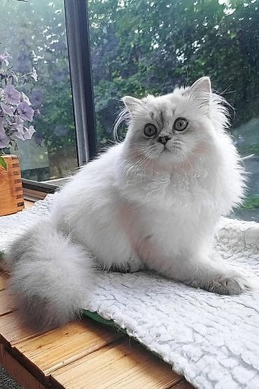 pişik pers: Gümüş kölgəli (silver shaded) uzun tüklü pişik balaları - Cins/Tip — 2