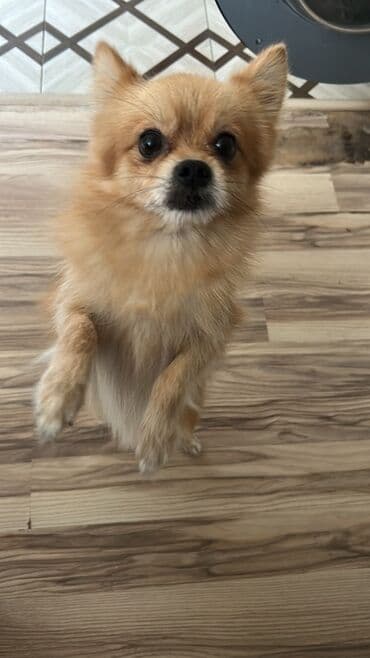 ingilis setter it cinsinin digər adı: Şpitz — 1