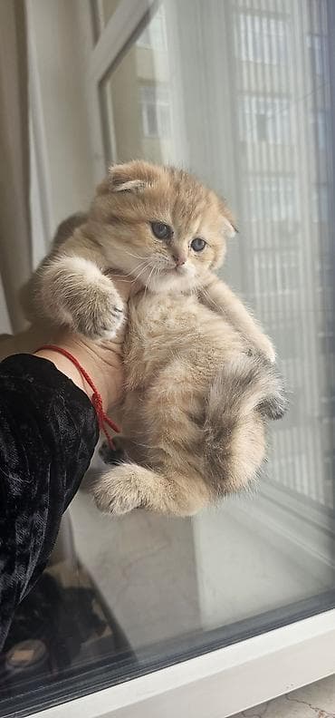 meymun balası: Britan, Erkək, Dişi, Yaxşı əllərə, Ünvandan götürmə, Ödənişli çatdırılma — 3