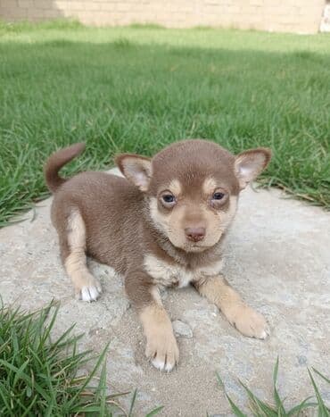 itlerin pulsuz verilmesi: Dişidi qara rengide var Süddən ayrılıb — 2