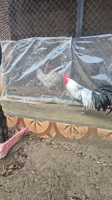 Pişiklər: Salam tam sağlam heyvandı 11 aylıqdı brekel cinsidi — 5