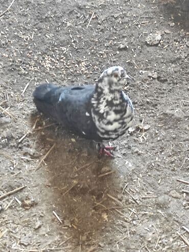 yem satisi: Məhsul: Göyərçin salam çil döş maya satilir, super bala verən sağlam — 1