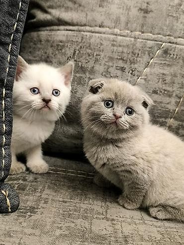 pisik cutlesdirme: Britan, Yaxşı əllərə — 9