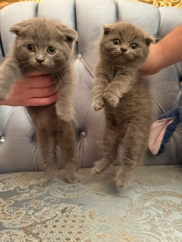 вислоухий кот цена: Şotland yastı qulaq — 3