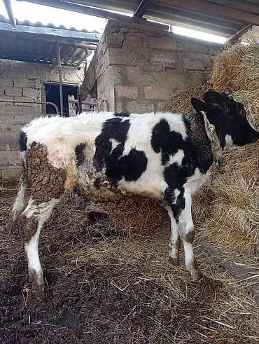 qumru quşu rusca: 8 aylığ cins dana satılır unvan bine savxoz anası 25 l sud verir — 5