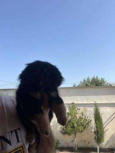 i̇sm: Pekines, 2 ay, Dişi, Peyvəndli — 8