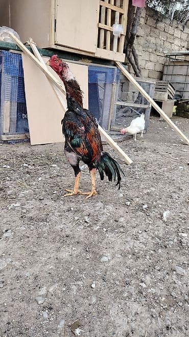 Xoruz, Indonesiya, il: <1