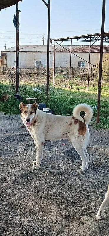 ev iti balaca: Qurdbasar, 2 il, Erkek, Peyvəndli, Ödənişli çatdırılma — 2