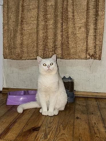 Balıqlar: Yaxşı əllərə — 1