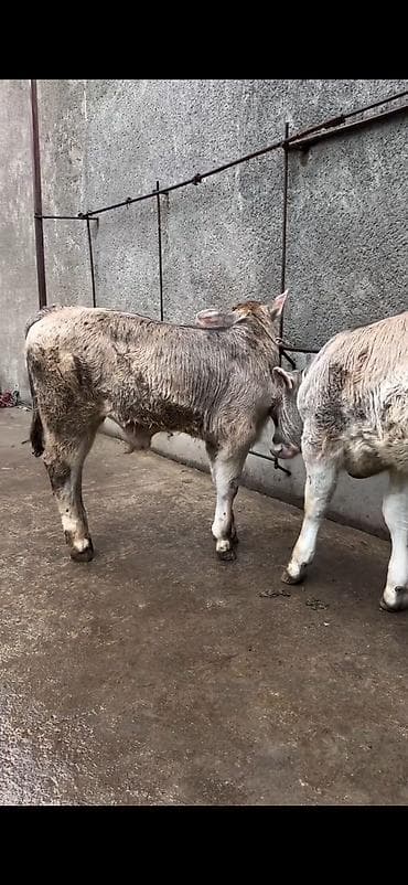 heyvan bazari inekler: Məhsul: Dana balaları (2 baş) Xüsusiyyətlər: - Cins tipi: yerli — 8