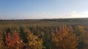 ucuz hotel: 1000 sot, Kənd təsərrüfatı, Makler, Kupça (Çıxarış) — 6