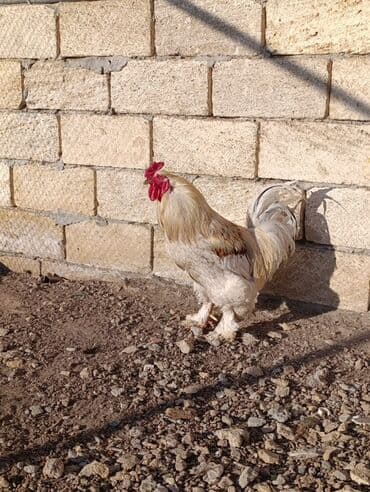 yaponka toyuqlar: Toyuq, Brama, Damazlıq, Ünvandan götürmə, Ödənişli çatdırılma — 1