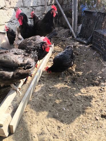 arpa bugda: Toyuq, Damazlıq — 2