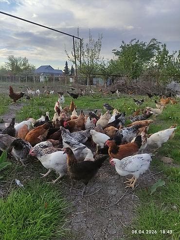 ordək balası və cucə: Toyuq, Ətlik — 2