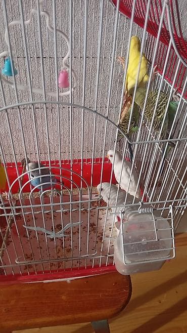 Digər heyvanlar: Попугаи волнистые. Один попугай - 22 маната. Забирать в пос. Раманы, в — 5