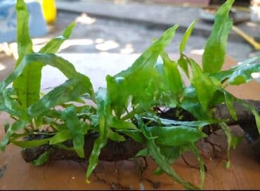 аквариумные рыбы купить: Akvaryum bitkiləri
1 azndən başlayan akvarium bitkilər — 4