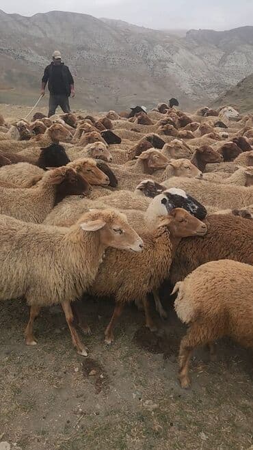 qurbanliq qoyun geyimleri: Mal-qara: Qoyun sürüsü - Növ: Yerli ətlik/yunlu qoyunlar - Rəng — 3