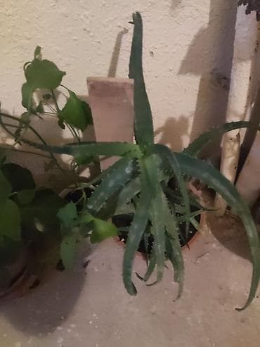 sultan daragi gülü: Aloe (Aloe vera) saksı bitkisi - Növ: Aloe – ətli, dişcikli kənarlı — 2