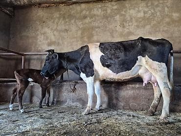 simental inek: 16 litir süd verir 4 qarına doğub 15 gündü. doğub. balası — 4