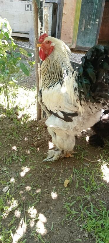 брама жужалари: Toyuq, Brama, Ətlik, Ünvandan götürmə — 5