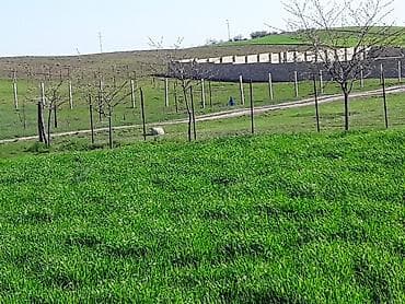 12 sot, Tikinti, Maklerlər narahat etməsin, Kupça (Çıxarış)