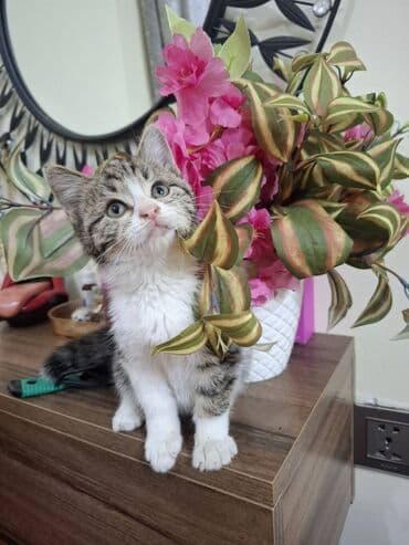 şotlant pişiyi: Erkək — 9