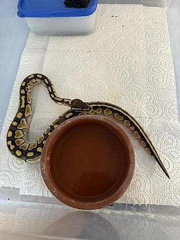 Heyvanlar üçün mallar: Məhsul: Kral piton (Ball Python) – sarı-krem naxışlı, tünd qəhvəyi — 2