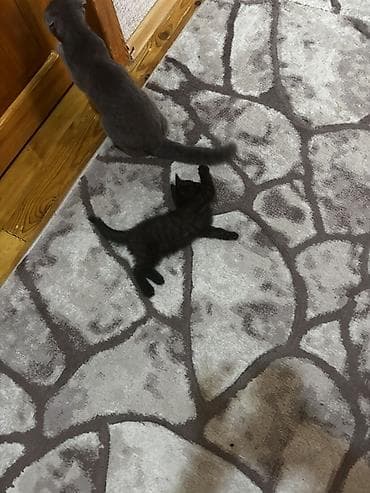 pisik cut: Yaxşı əllərə — 2