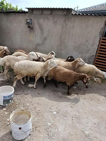 qus qefesi satilir: Qurbanlıq quzular satılır, diri çəkisi 11 AZN və ya təmiz əti 21-22 — 1