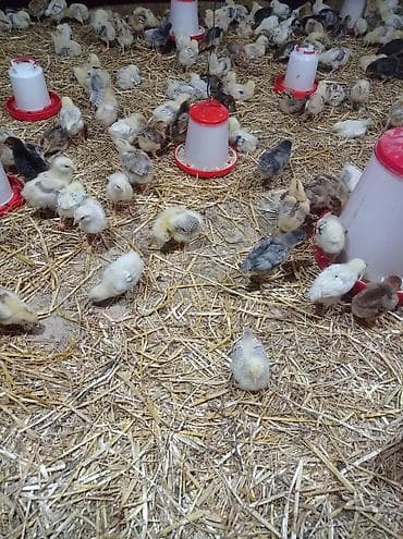 keci satanlar: Toyuq cücələri, Damazlıq — 1