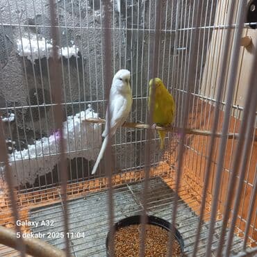 pitbull satisi: Çexler satlir iribsaglam quslardir her defe 5+6 yumurta bala verirler — 4