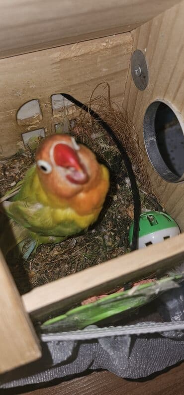 cex qus: Sevimli “Lovebird” (Ağüzük lori/Lovebird) tutuquşu - Rənglər: canlı — 2