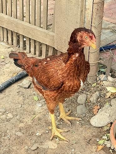 sort toyuq: Məhsul: heyratı fərəsidir 1.8 yaş Super qan iri çəki isdiyen yazsın — 3