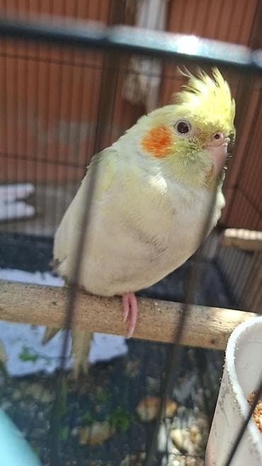 tutuquş: Nymph paraketləri (Cockatiel) – müxtəlif rənglərdə - Növ: Nymph — 5