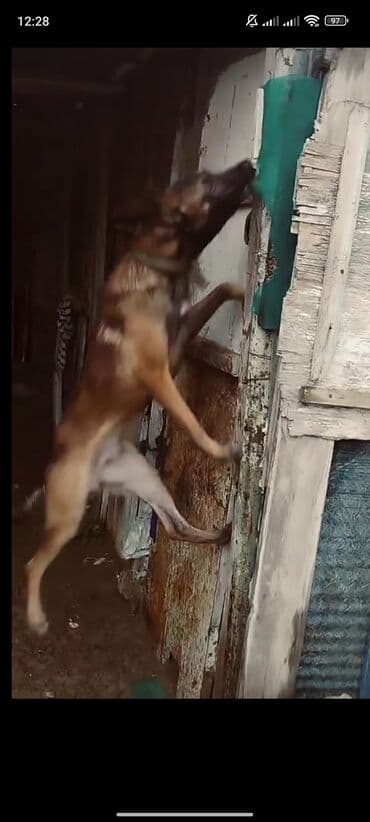 kanqal itlər: Belçika çoban iti, 1 il, Erkek, Peyvəndli — 4