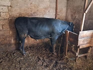 Super erkek dana cıxdı satısa süper aktiv danadır sahronnan simental