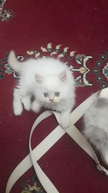 Ağ tüklü, mavi gözlü bala pişiklər - Uzun və yumşaq kürk, dəyirmi üz