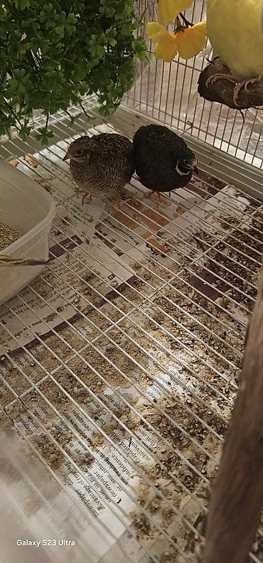 sadiq qusdar: Çin bildirçini cütü satılır cütü 30 m — 1