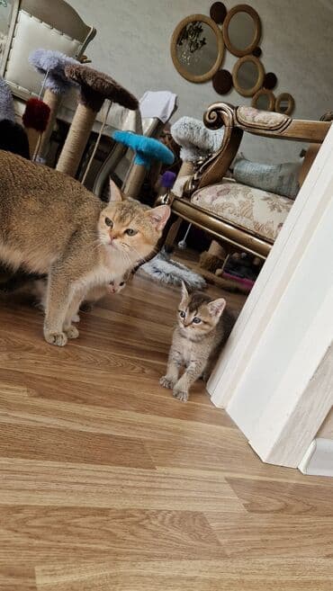 Britan, Dişi, Yaxşı əllərə