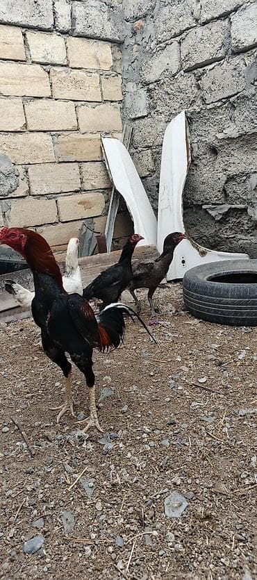 bud dibi toyuq: Heyrati ailəsi satılır. tam sağlam heyvanlardı xoruz 70 manat fereler — 1