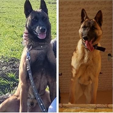 Belçika çoban iti, Peyvəndli lalafo.az -da Belçika çoban iti, Peyvəndli