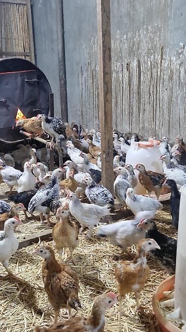 Digər heyvanlar: Toyuq cücələri, Ətlik — 2