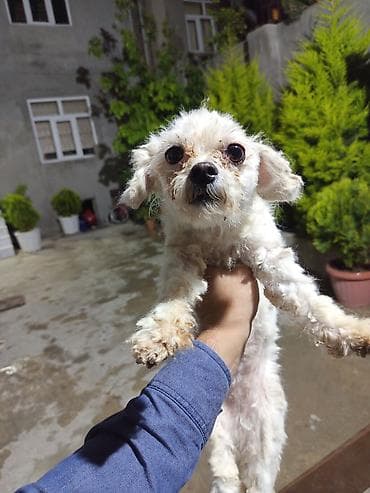 Bolonka, 1 il, Dişi, Peyvəndli, Ünvandan götürmə, Ödənişli çatdırılma