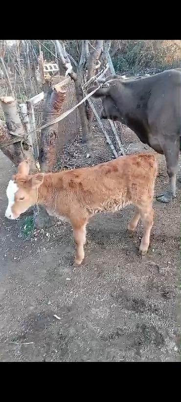 Mal 1 aydı doğub balasıda erkək