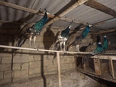 firəng quşu: Tovuz quşu balaları . Qaraqanad tovuz quşu balaları . Təsvir: - — 1