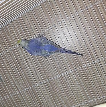 susar qusu: Hazir bala vermis temiz qan erkey rainbow satilir rengi goz qabaginda — 5