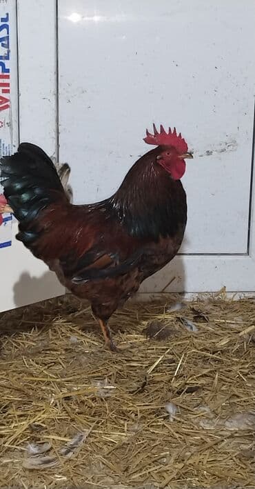 at üçün: Salam. Cavan Xoruzdu. Aktiv Xoruzdu. Heç bir xəstəliyi, problemi — 1