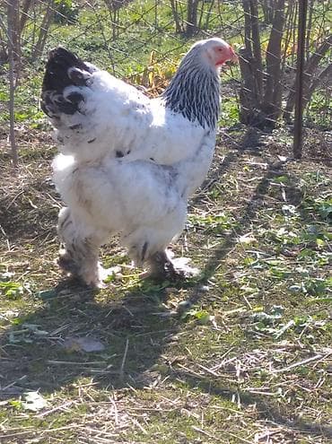 quş yuvaları: Toyuq, Brama, Damazlıq — 2