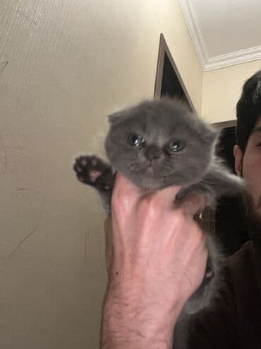 alisanın pişiyinin adı nə idi: Şotland yastı qulaq, Dişi, Yaxşı əllərə, Ünvandan götürmə, Ödənişli çatdırılma — 5