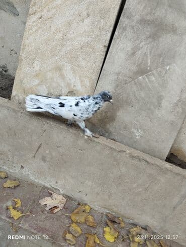 danışan tutuquşu satışı: Qiymət 1-ne aiddir.boz əbrəş erkek 16 tük,mor çəp erkək 18 tük.Əbrəş — 7